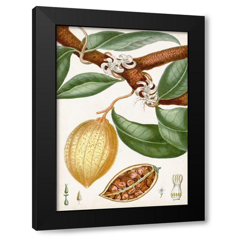 Turpin Tropical Fruit II Black Modern Wood Framed Art Print with Double Matting by Turpin
