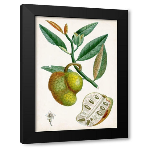 Turpin Tropical Fruit III Black Modern Wood Framed Art Print with Double Matting by Turpin