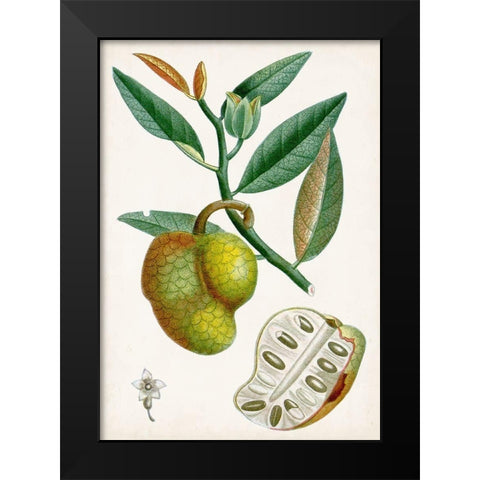 Turpin Tropical Fruit III Black Modern Wood Framed Art Print by Turpin