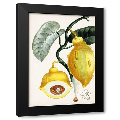 Turpin Tropical Fruit IV Black Modern Wood Framed Art Print with Double Matting by Turpin