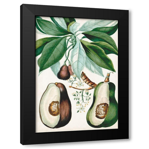 Turpin Tropical Fruit V Black Modern Wood Framed Art Print with Double Matting by Turpin