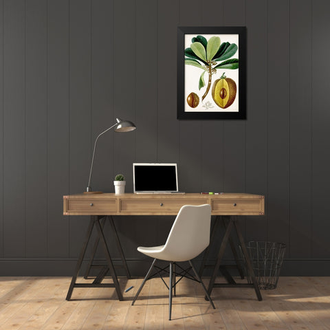 Turpin Tropical Fruit VI Black Modern Wood Framed Art Print by Turpin