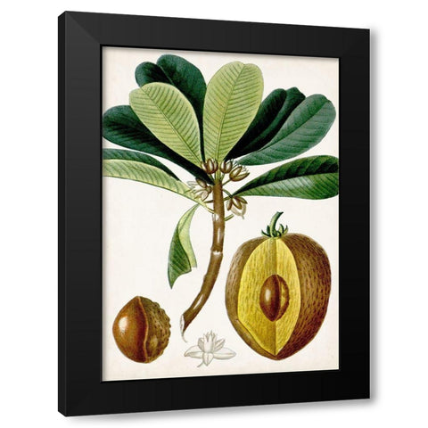 Turpin Tropical Fruit VI Black Modern Wood Framed Art Print with Double Matting by Turpin