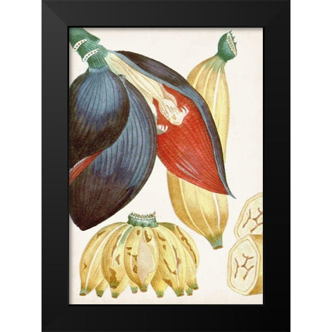 Turpin Tropical Fruit VII Black Modern Wood Framed Art Print by Turpin