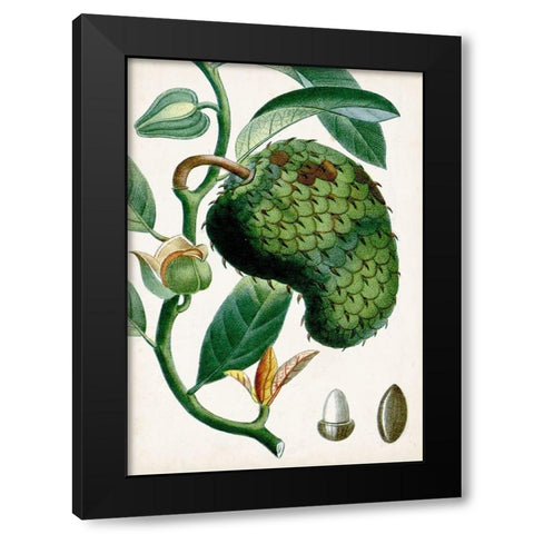 Turpin Tropical Fruit VIII Black Modern Wood Framed Art Print with Double Matting by Turpin