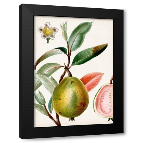 Turpin Tropical Fruit IX Black Modern Wood Framed Art Print with Double Matting by Turpin