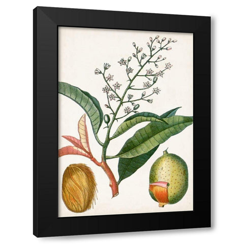 Turpin Tropical Fruit X Black Modern Wood Framed Art Print with Double Matting by Turpin
