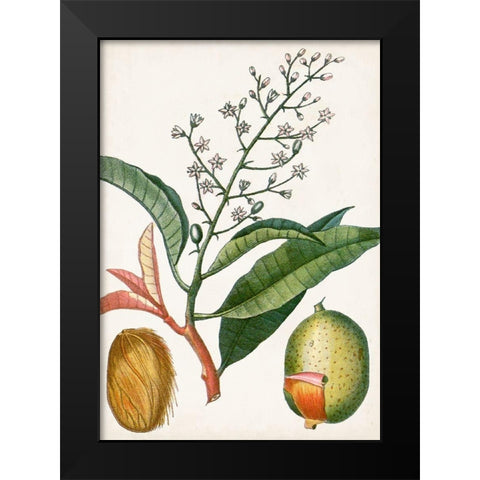 Turpin Tropical Fruit X Black Modern Wood Framed Art Print by Turpin