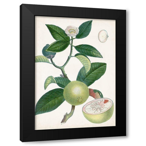 Turpin Tropical Fruit XI Black Modern Wood Framed Art Print with Double Matting by Turpin