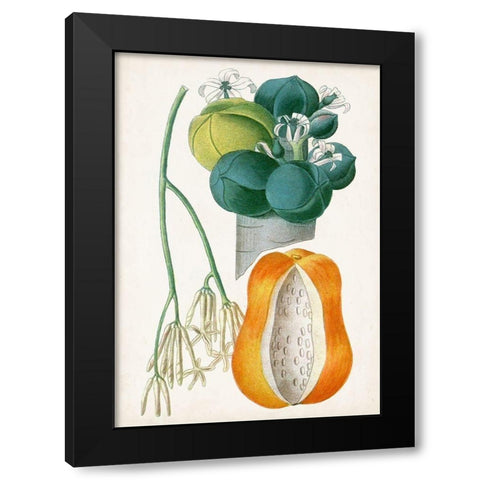 Turpin Tropical Fruit XII Black Modern Wood Framed Art Print with Double Matting by Turpin