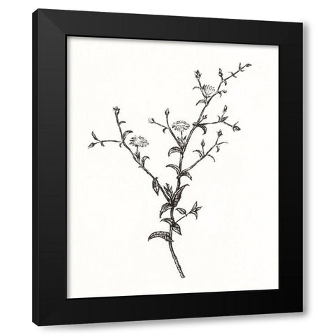 Wild Bloom Sketch II Black Modern Wood Framed Art Print with Double Matting by Warren, Annie