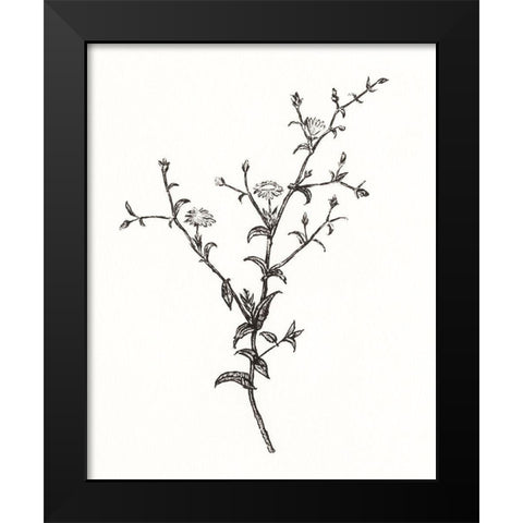 Wild Bloom Sketch II Black Modern Wood Framed Art Print by Warren, Annie
