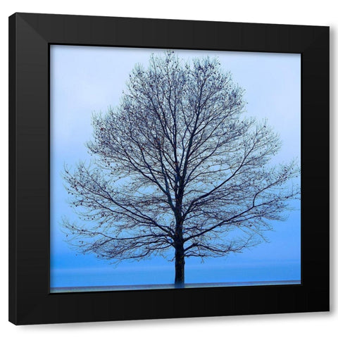 November Tree Black Modern Wood Framed Art Print with Double Matting by McLoughlin, James
