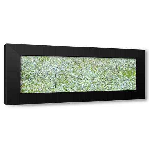 Tree Panorama I Black Modern Wood Framed Art Print with Double Matting by McLoughlin, James