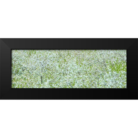 Tree Panorama I Black Modern Wood Framed Art Print by McLoughlin, James