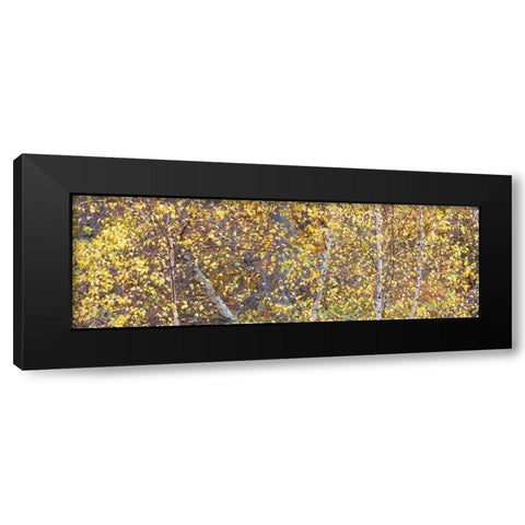 Tree Panorama III Black Modern Wood Framed Art Print with Double Matting by McLoughlin, James