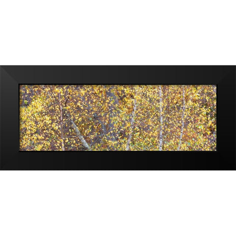 Tree Panorama III Black Modern Wood Framed Art Print by McLoughlin, James