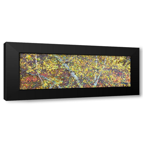 Tree Panorama IV Black Modern Wood Framed Art Print by McLoughlin, James