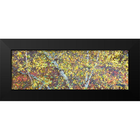 Tree Panorama IV Black Modern Wood Framed Art Print by McLoughlin, James