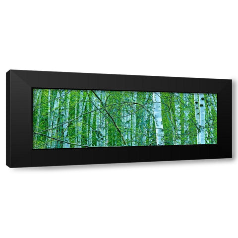 Tree Panorama V Black Modern Wood Framed Art Print with Double Matting by McLoughlin, James