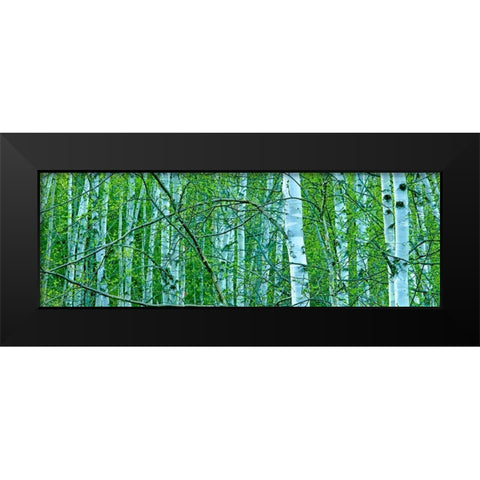Tree Panorama V Black Modern Wood Framed Art Print by McLoughlin, James