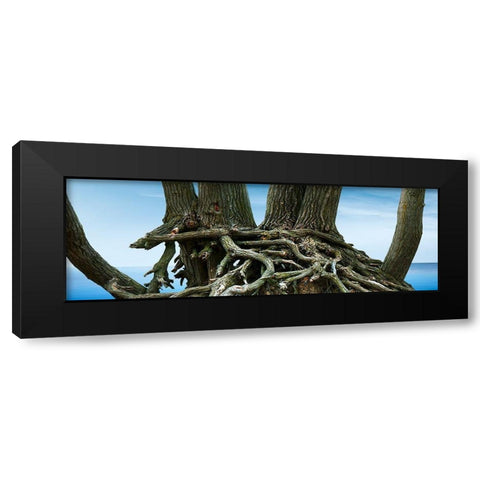 Tree Panorama VII Black Modern Wood Framed Art Print with Double Matting by McLoughlin, James