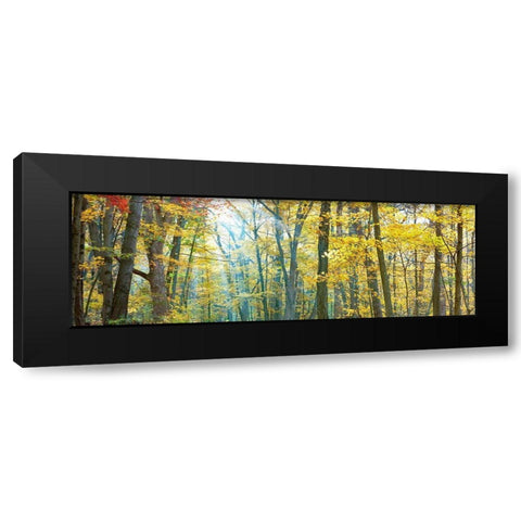 Tree Panorama VIII Black Modern Wood Framed Art Print by McLoughlin, James