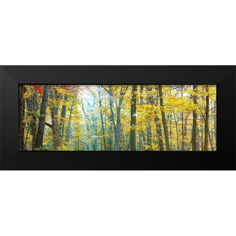 Tree Panorama VIII Black Modern Wood Framed Art Print by McLoughlin, James