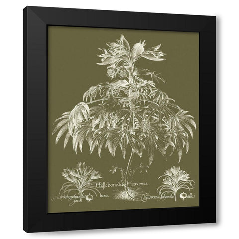 Custom Delicate Besler Botanical I Black Modern Wood Framed Art Print with Double Matting by Vision Studio