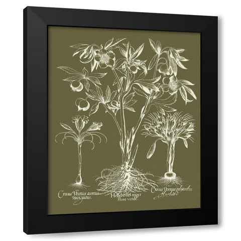 Custom Delicate Besler Botanical II Black Modern Wood Framed Art Print with Double Matting by Vision Studio