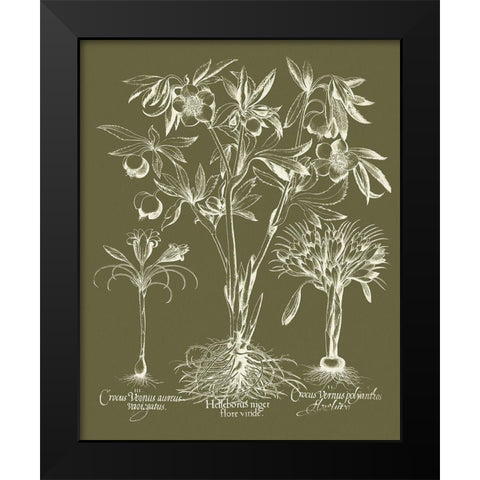 Custom Delicate Besler Botanical II Black Modern Wood Framed Art Print by Vision Studio