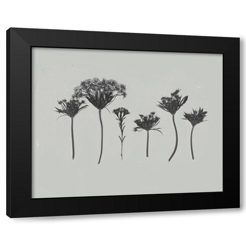 Wildflower Memory I Black Modern Wood Framed Art Print by Goldberger, Jennifer