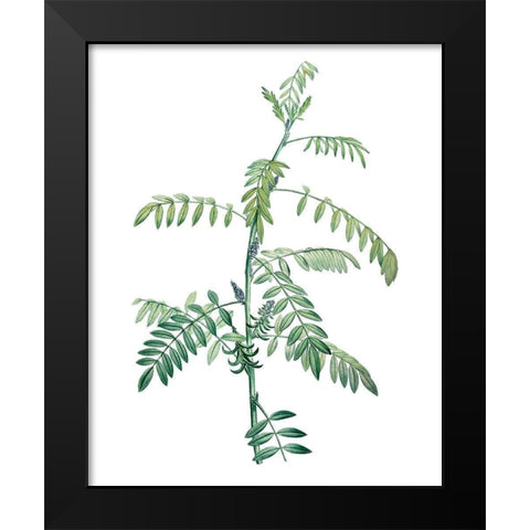 Soft Green Botanical III Black Modern Wood Framed Art Print by Vision Studio