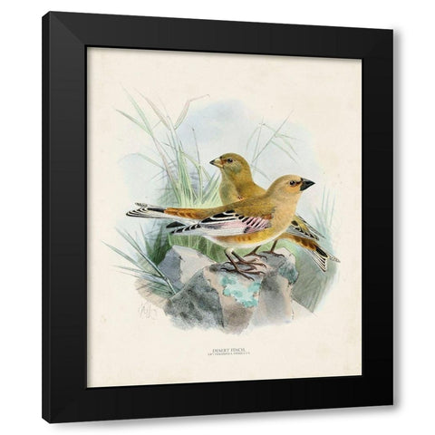 Antique Birds III Black Modern Wood Framed Art Print by Unknown