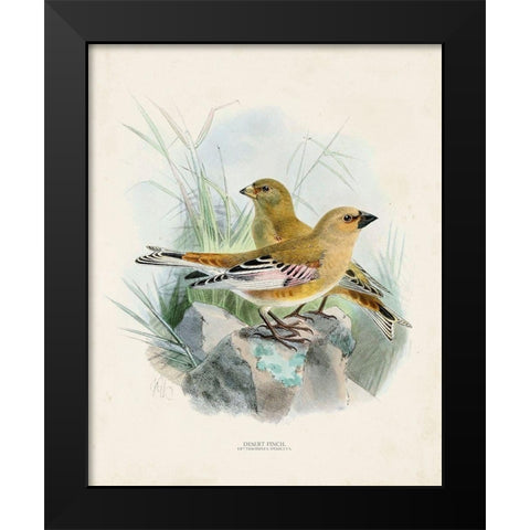Antique Birds III Black Modern Wood Framed Art Print by Unknown