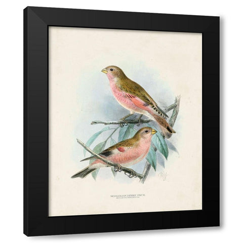Antique Birds IV Black Modern Wood Framed Art Print by Unknown