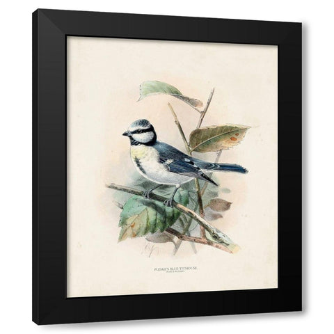 Antique Birds VI Black Modern Wood Framed Art Print with Double Matting by Unknown