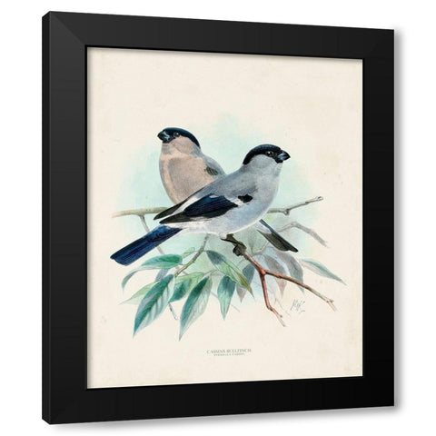 Antique Birds VIII Black Modern Wood Framed Art Print with Double Matting by Unknown