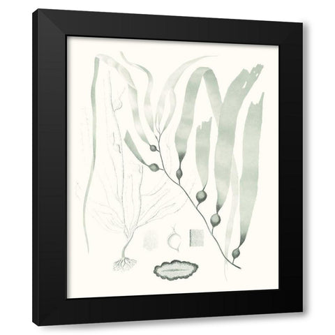 Sage Green Seaweed III Black Modern Wood Framed Art Print with Double Matting by Vision Studio