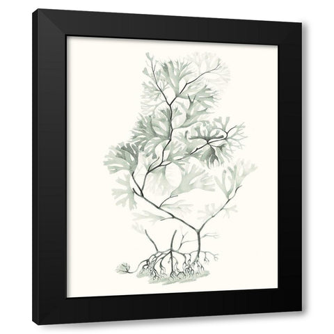 Sage Green Seaweed VI Black Modern Wood Framed Art Print with Double Matting by Vision Studio