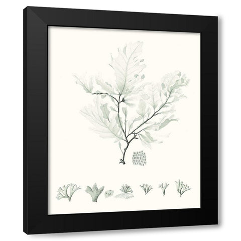 Sage Green Seaweed VII Black Modern Wood Framed Art Print with Double Matting by Vision Studio