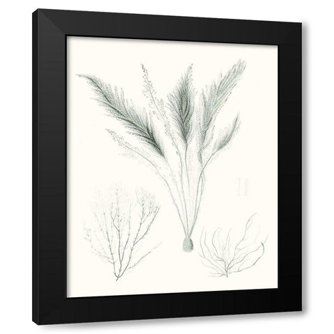 Sage Green Seaweed VIII Black Modern Wood Framed Art Print with Double Matting by Vision Studio