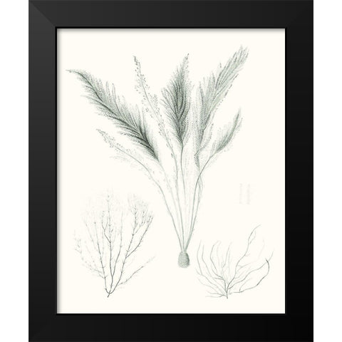 Sage Green Seaweed VIII Black Modern Wood Framed Art Print by Vision Studio