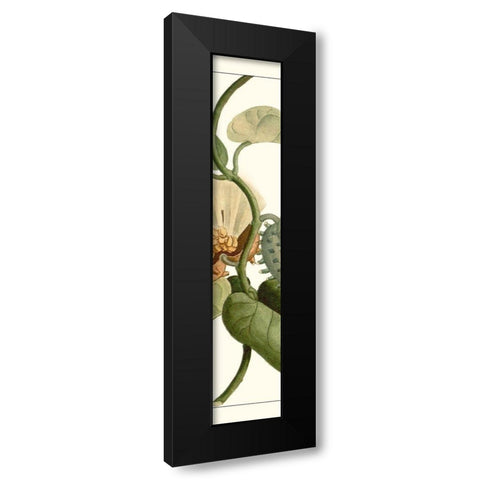 Turpin Exotic Botanical V Black Modern Wood Framed Art Print with Double Matting by Turpin