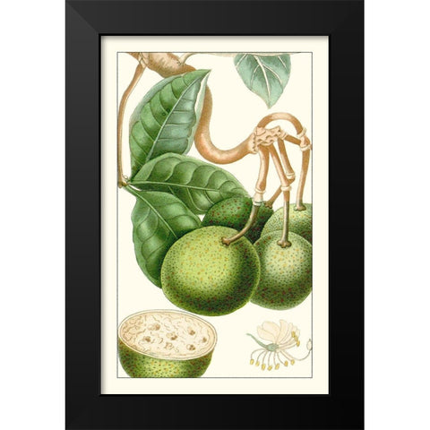 Turpin Exotic Botanical VI Black Modern Wood Framed Art Print by Turpin