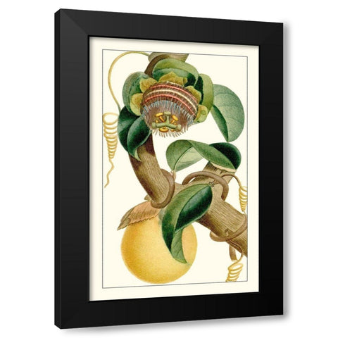 Turpin Exotic Botanical VII Black Modern Wood Framed Art Print with Double Matting by Turpin