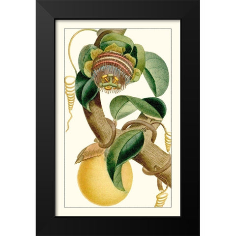 Turpin Exotic Botanical VII Black Modern Wood Framed Art Print by Turpin