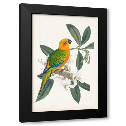 UA Tropical Bird and Flower I Black Modern Wood Framed Art Print with Double Matting by Vision Studio