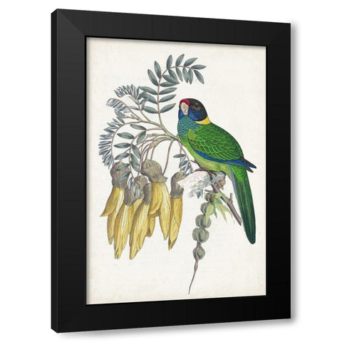 Tropical Bird and Flower II Black Modern Wood Framed Art Print with Double Matting by Vision Studio