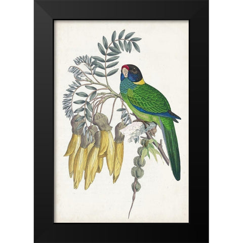 Tropical Bird and Flower II Black Modern Wood Framed Art Print by Vision Studio